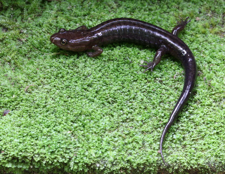 Dusky Salamander